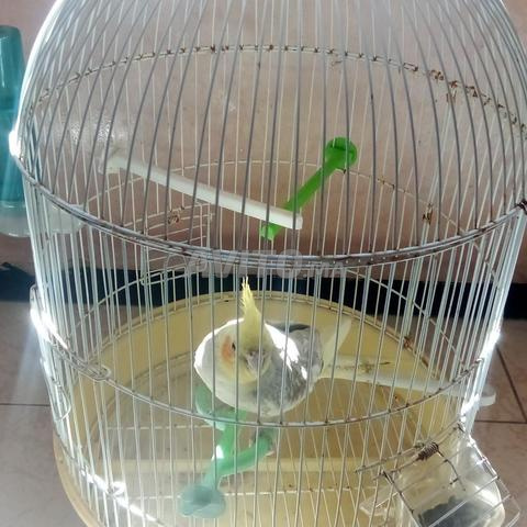 أنثى طائر الكوكتيل - 2