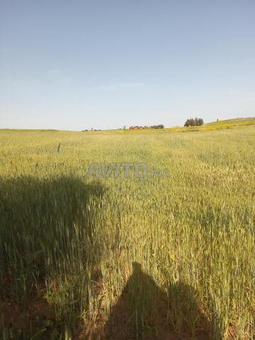 أرض فلاحية - 2