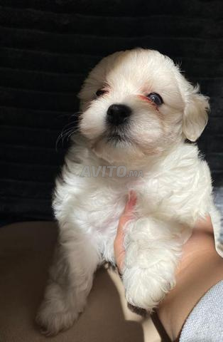 بيشون نان (مالطي)