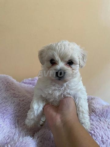 Bichon nain (maltais) - 2