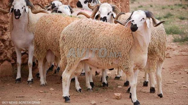 خرفان العيد والصردي والسبوع