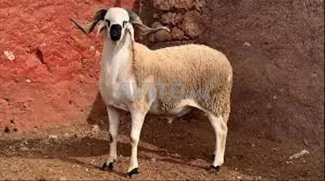 Moutons pour l'Aïd - 2