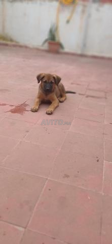 مالينوا فحم عمره شهرين - 2