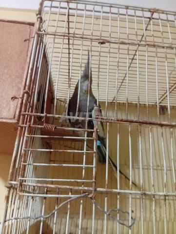 أزمور سيدي علي - 2