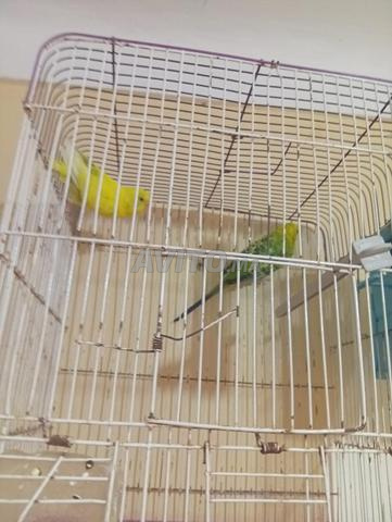 Azemmour Sidi Ali - 2