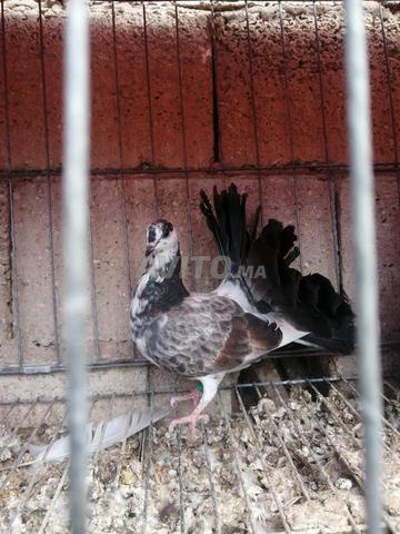 شنابر الطاوسي - 2