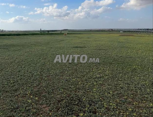 Terrains Titrés avec Vue Mer – Sidi Rahal - 2