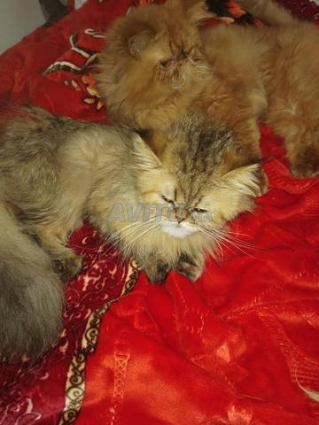 2 Chats persans - 2