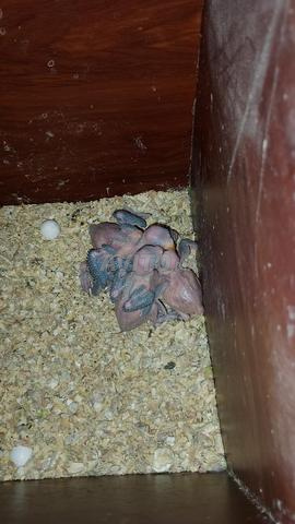 فراخ ببغاء الدرة ذو الطوق