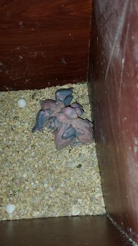 Bébés perruche à collier - 2