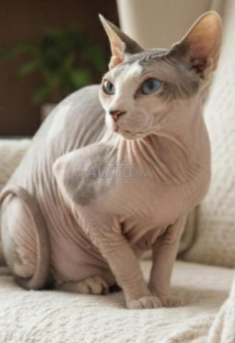 chat sphynx - 2