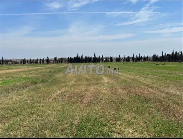 Vente de terrains et fermes titrés à Sidi Rahal