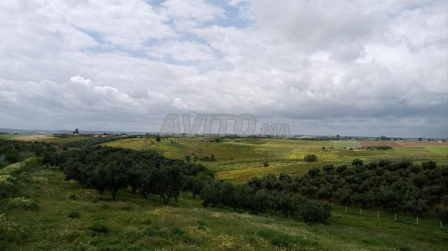 مزرعة مسجلة في كموني - 2