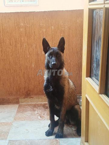 Malinois charbonné