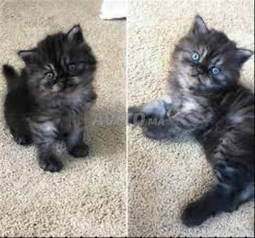Magnifique bébé chat Persan Chirazi - 2