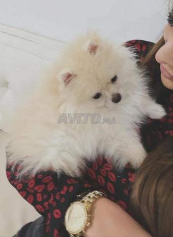 Spitz nain Loulou de Pomeranie - 2