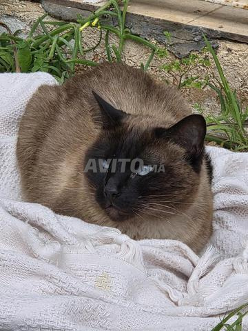 أقدم مجانًا قطة سيامية رائعة عمرها 3 سنوات - معقمة