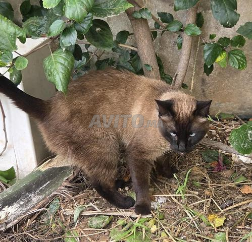 Donne chatte siamoise 3 ans – stérilisée - 2