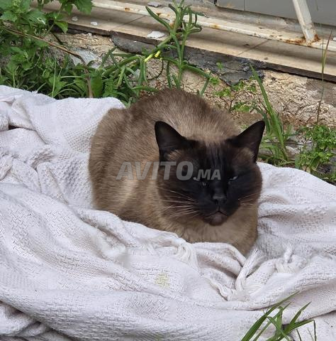 Donne chatte siamoise 3 ans – stérilisée