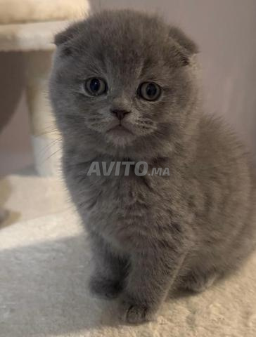 Scottish Fold - 2
