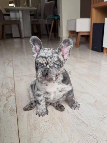 بولدوج أزرق مرل - 2