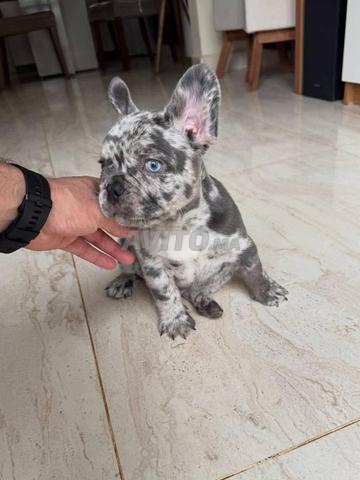 بولدوج أزرق مرل