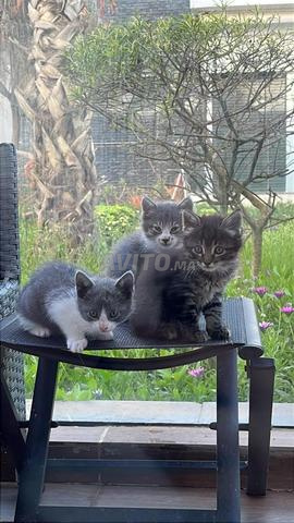 قطط بريطانية - 2