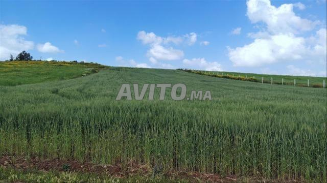 أراضٍ فلاحية محفظة – سيدي رحال - 2