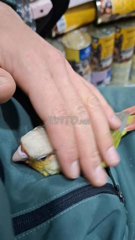 فرا5 مولينا دريسي - 2