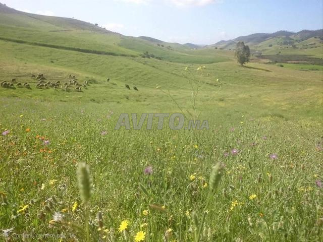 أرض فلاحية للبيع 13 هكتار - 2