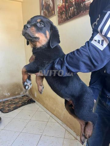 جـراء روت وايلر