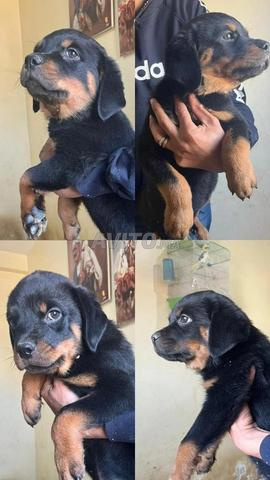 chiots rottweiler - 2