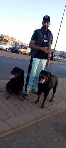 كلب روتوايلر - 2