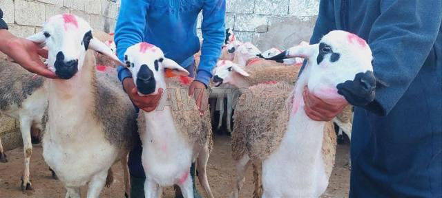 Année Sardienne, belle, bonne pour le lait, toutes les dents