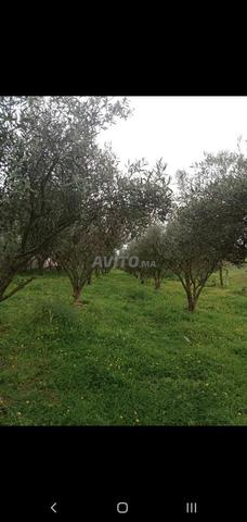 Ferme ou lotissement - 2