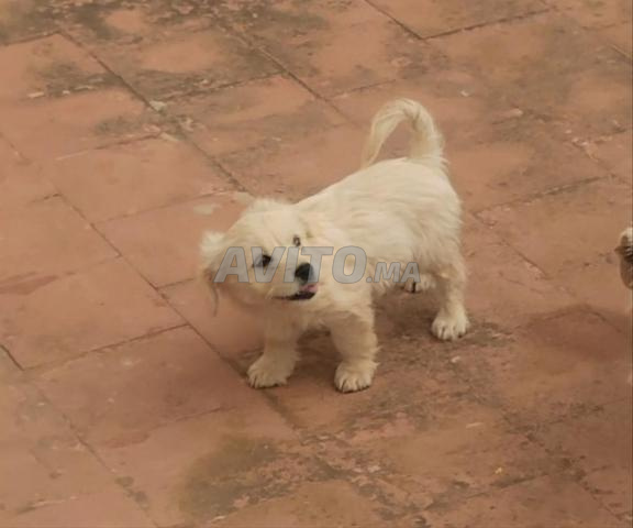 كلب كنيش بيشون