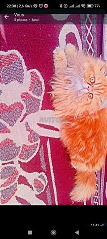 أنثى فارسية - 2