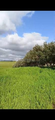 مزرعة 13 هكتار مرخصة - 2