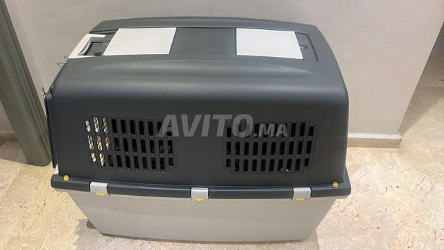 بيت كلاب جديد - 2