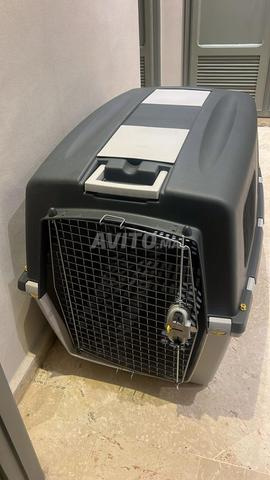 بيت كلاب جديد