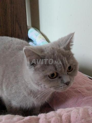 1 chatte grise mix brittish Shorthair & ragdoll - 2