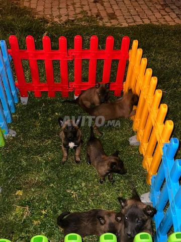 Berger Belge Malinois - 2