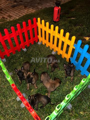 Berger Belge Malinois