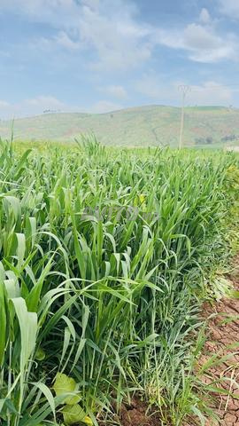 Hectare agricole à 2 km de Tiflet, sans intermédiaire - 2