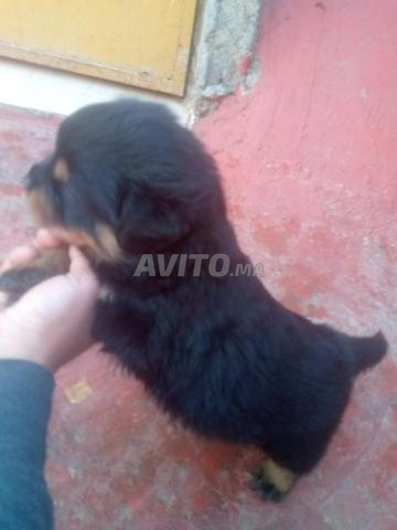 روت وايلر ألماني أصيل - 2