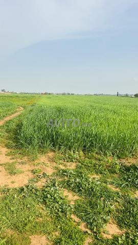 هكتار فلاحي قريب تيفلت ب 2كم ثمن مناسب بدون وسيط