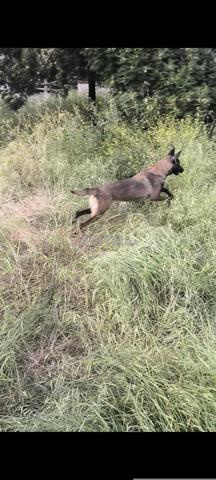 Malinois charboni - 2