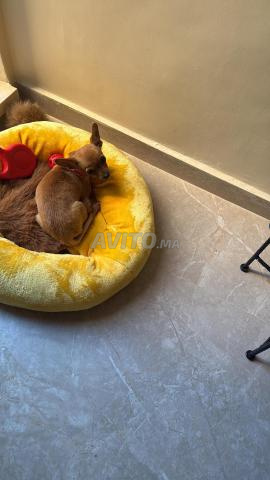 تشيواوا 3 أشهر