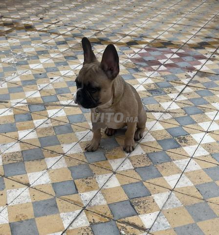 بولدوج فرنسي