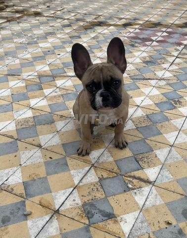 Bouledogue français - 2
